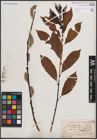 Foto von Salix discolor Muhl.